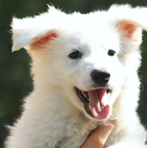 White Swiss Shepherd Dog puppy for sale