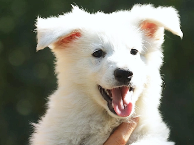 White Swiss Shepherd Dog puppy for sale