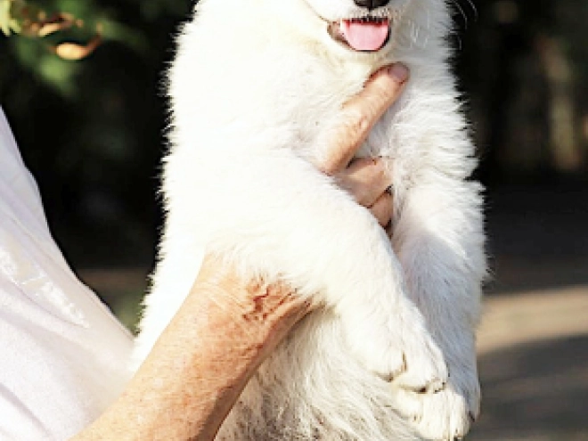 White Swiss Shepherd Dog puppy for sale