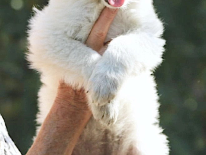 White Swiss Shepherd Dog puppy for sale
