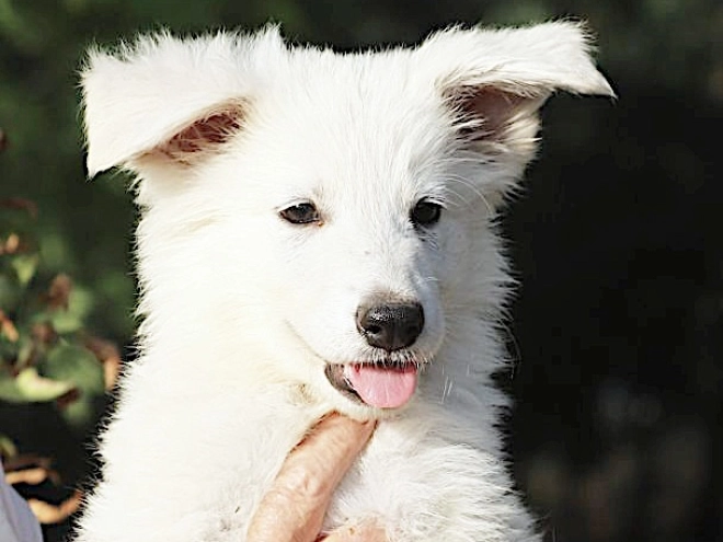 White Swiss Shepherd Dog puppy for sale