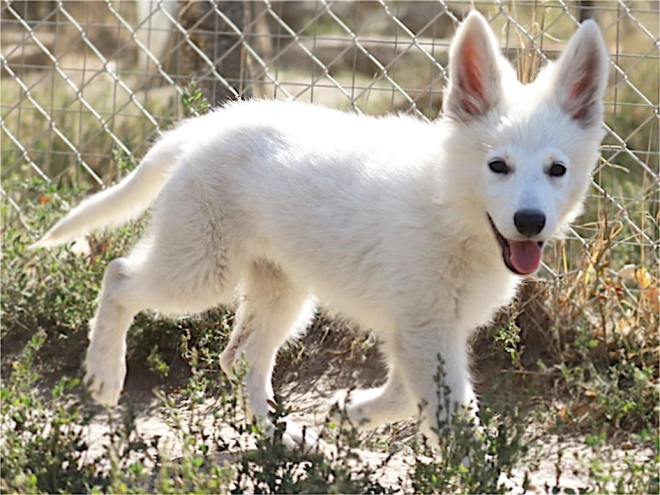 White Swiss Shepherd Dog puppy for sale