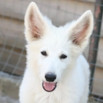 Wild Thing, white Pastor Blanco Suizo en venta