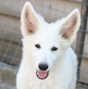 White Swiss Shepherd Dog puppy for sale