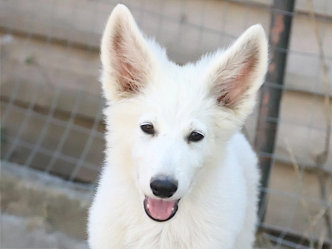 White Swiss Shepherd Dog puppy for sale