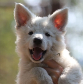 White Swiss Shepherd Dog puppy for sale