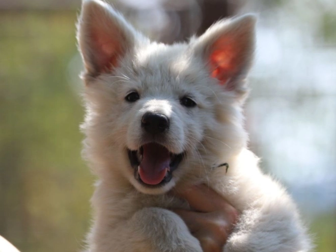 White Swiss Shepherd Dog puppy for sale