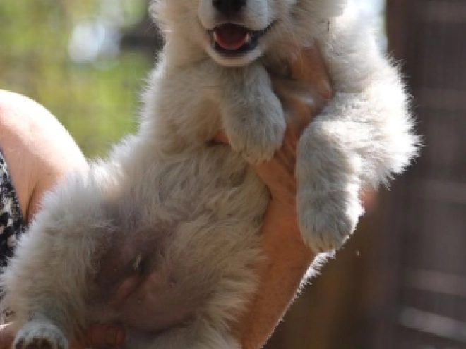 White Swiss Shepherd Dog puppy for sale