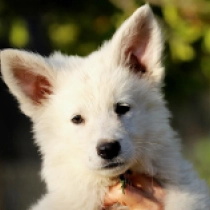 White Something, white Pastor Blanco Suizo en venta