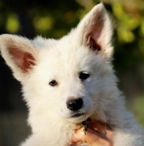 White Swiss Shepherd Dog puppy for sale