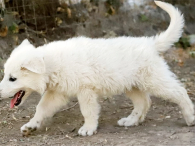 White Swiss Shepherd Dog puppy for sale