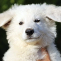 Snow Storm, white White Swiss Shepherd Dog for sale