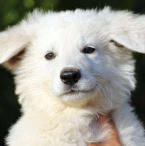 White Swiss Shepherd Dog puppy for sale