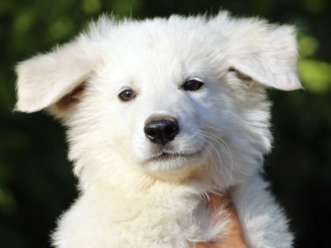 White Swiss Shepherd Dog puppy for sale
