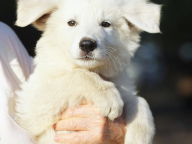 White Swiss Shepherd Dog puppy for sale