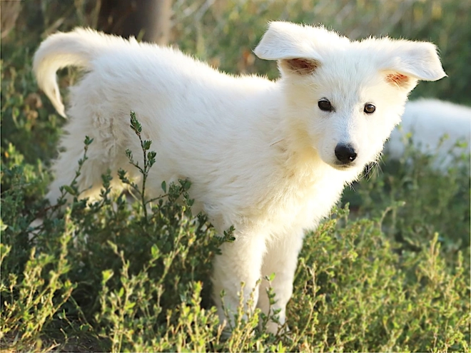 White Swiss Shepherd Dog puppy for sale