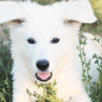 Snow Storm, white Pastor Blanco Suizo en venta