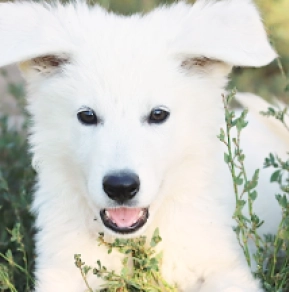 White Swiss Shepherd Dog puppy for sale