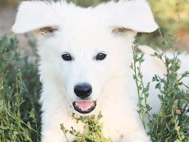 White Swiss Shepherd Dog puppy for sale