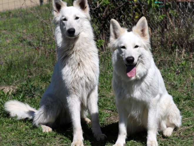 White Swiss Shepherd Dog puppy for sale