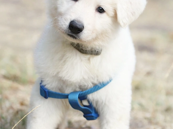 Berger Blanc Suisse Welpe kaufen