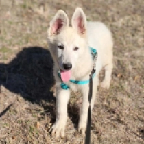 Sasquatch, white Berger Blanc Suisse Welpen kaufen