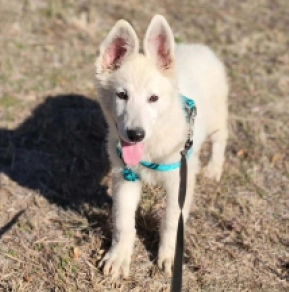 Berger Blanc Suisse Welpe kaufen