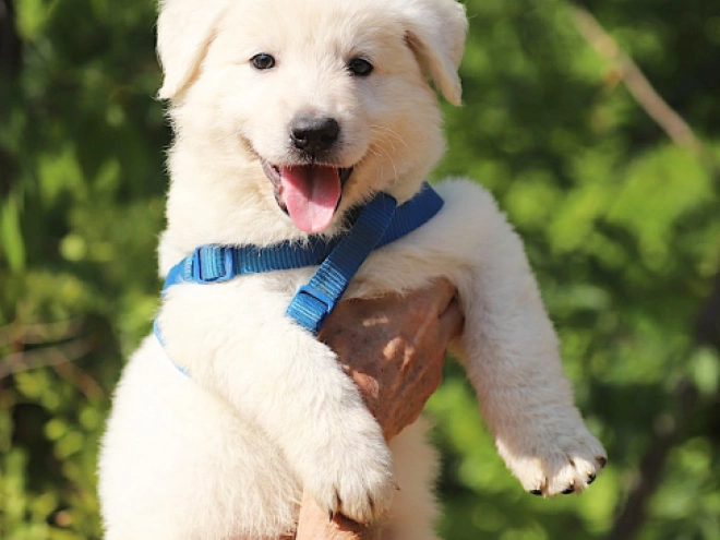 Berger Blanc Suisse Welpe kaufen