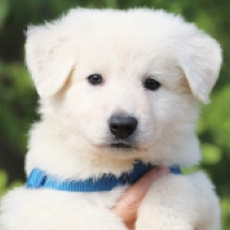 Sasquatch, white Berger Blanc Suisse Welpen kaufen