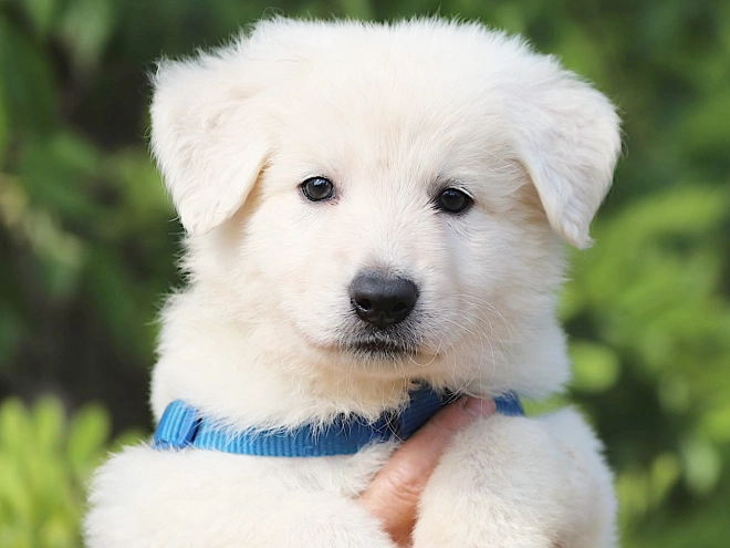 Berger Blanc Suisse Welpe kaufen
