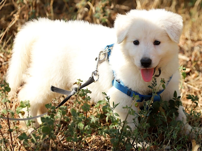 Berger Blanc Suisse Welpe kaufen