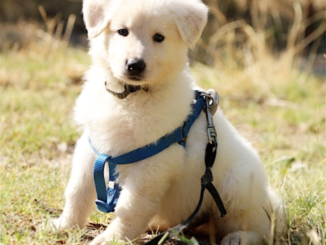 Berger Blanc Suisse Welpe kaufen