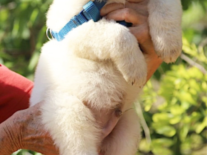 Berger Blanc Suisse Welpe kaufen