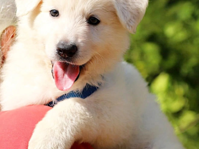 Berger Blanc Suisse Welpe kaufen