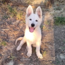 Sasquatch, white Berger Blanc Suisse Welpen kaufen