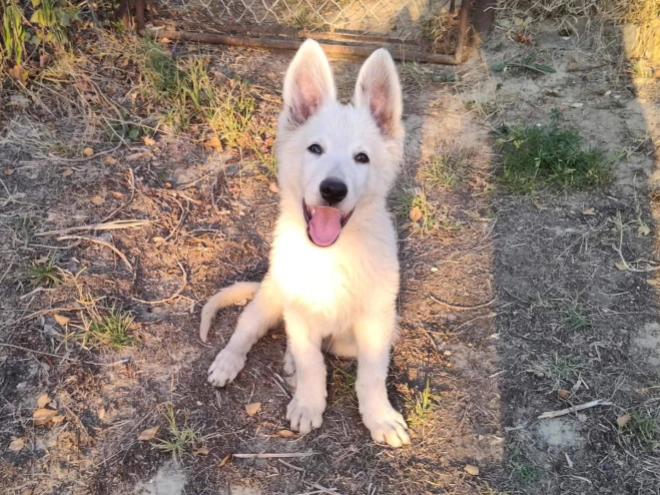 Berger Blanc Suisse Welpe kaufen