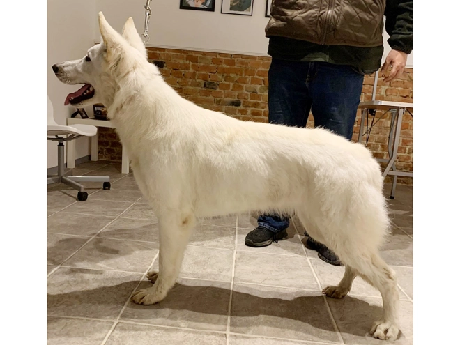 Berger Blanc Suisse Welpe kaufen