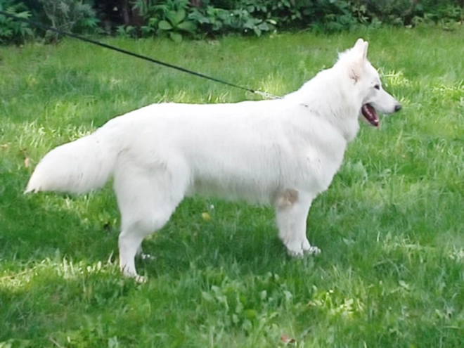 Berger Blanc Suisse Welpe kaufen