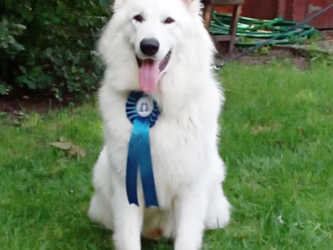 Berger Blanc Suisse Welpe kaufen