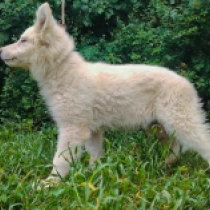 Tweety, white White Swiss Shepherd Dog for sale