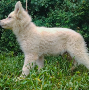 Berger Blanc Suisse Welpe kaufen
