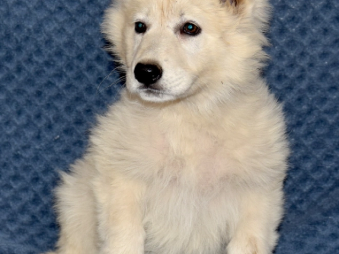 Berger Blanc Suisse Welpe kaufen