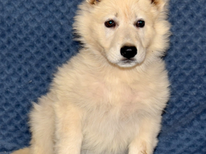 Berger Blanc Suisse Welpe kaufen