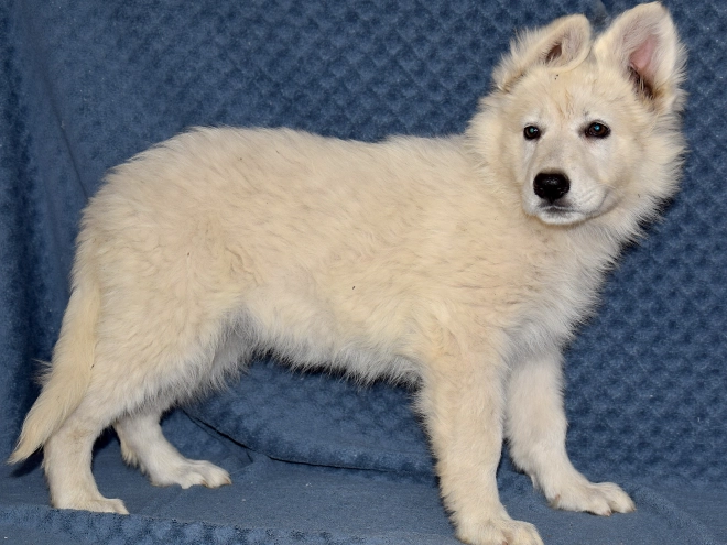 Berger Blanc Suisse Welpe kaufen