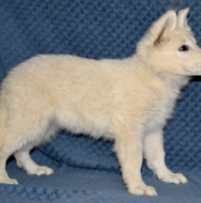 Berger Blanc Suisse Welpe kaufen