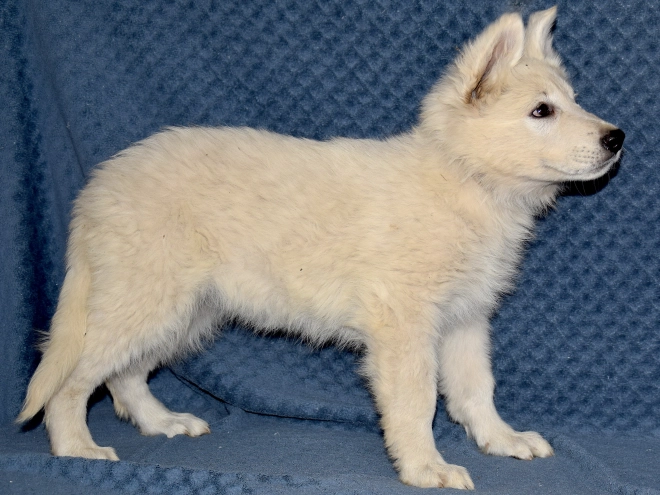 Berger Blanc Suisse Welpe kaufen