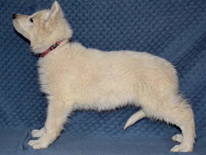 Berger Blanc Suisse Welpe kaufen