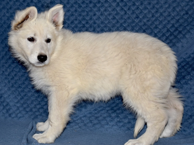 Berger Blanc Suisse Welpe kaufen