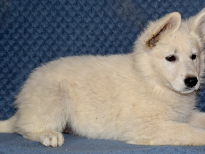 Berger Blanc Suisse Welpe kaufen