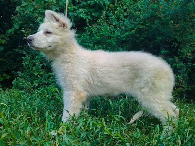 Berger Blanc Suisse Welpe kaufen